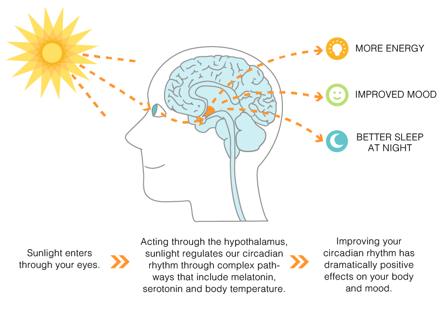 Seasonal Affective Disorder Brain